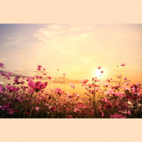 Ending The Pain-Fear Cycle with Daniella Deutsch