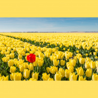 How To Be Yourself With Dr. Ellen Hendriksen