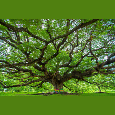 Shrink For The Shy Guy