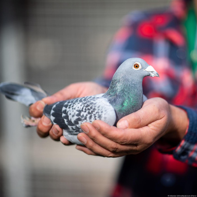 Deutsche Im Alltag - Alltagsdeutsch | Deutsch Lernen | Deutsche Welle
