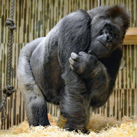 Zu Gast bei Radiowissen: Der Gorilla Fritz (1/3)