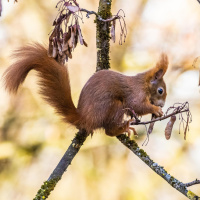 Tierische Waldpfleger - Insekten, Vögel, Eichhörnchen
