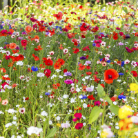 Blühende Wiesen - Biotope aus Menschenhand
