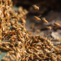 Schwarmintelligenz - Was kann das Kollektiv?