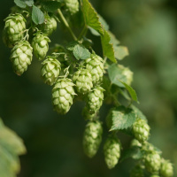 Hopfen – Die Geschichte der aromatischen Dolden