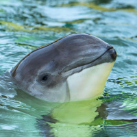 Der Schweinswal - Opfer einer verfehlten Meerespolitik?