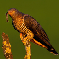 Der Kuckuck - Der geborene Rausschmeißer