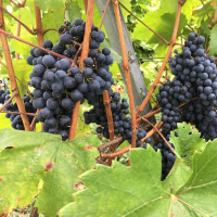 Wein in Altbayern - Eine fast verschwundene Tradition