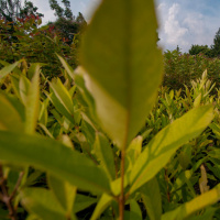 Phytomining - Metall-Ernte mit Superpflanzen