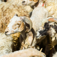 Die Ziege - Von der Kuh des Kleinen Mannes zur Kaschmirziege