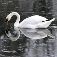 Friederike Kempner - Schlesische Meisterin der unfreiwilligen Komik