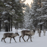 Europas indigenes Volk in Sapmi - Leben in acht Jahreszeiten