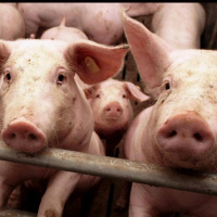 Das Tierschutzgesetz - Leitfaden zum Wohl der Tiere?