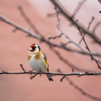 Illegaler Wildtierhandel - Ausverkauf seltener Arten