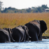Artenwandel im Anthropozän - Der Einfluss des Menschen auf die Evolution