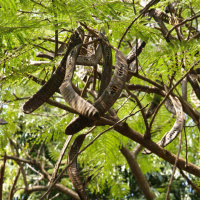 Johannisbrotbaum - Mediterrane Superpflanze