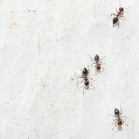 Ameisen - Staatenbildende Insekten der Superlative