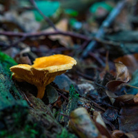 Symbiosen - Vom Miteinander in der Natur