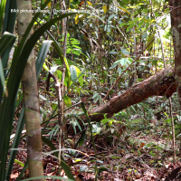 #01 Brasiliens Flora - In der Botanischen Staatssammlung Münchens