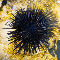 Der Seeigel - Das runde Stachel-Wunder