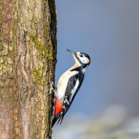 Der Specht - Höhlenbohrer unter den Vögeln