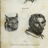 Gestaltwandler - Metamorphosen in der Literatur