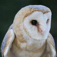 Die Schleiereule - Unheilsbotin und Mäuseschreck