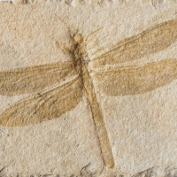 Die Lügensteine von Würzburg - Fake-Fossilien im Jahr 1725