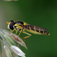 Mimikry - Wie täuschende Tiere enttarnt wurden