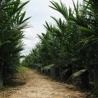 #01 Palmöl - Plantagen, die den Dschungel zerstören 