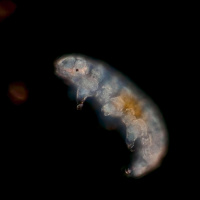 Bärtierchen - Die knuffigen Überlebenskünstler