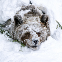 #01 Tierische Überlebensstrategien - Von Winterschlaf bis Winterruhe