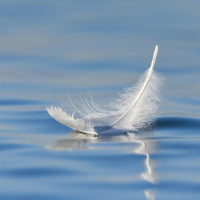 Die Feder, ein Trick der Natur - Alles Natur