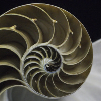 Der goldene Schnitt - Geheimnisvolle Ordnung der Natur