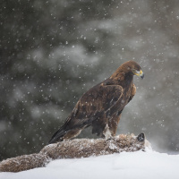 Warum Aas die Natur belebt - Alles Natur
