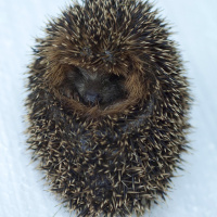 Unter dem Schnee - Wie Tiere über den Winter kommen