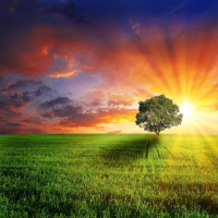 Nature writing - Natur als Sprachlandschaft