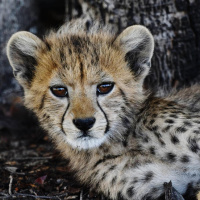 Trailer: Namenlose Helden – Biografien aus der Wildnis