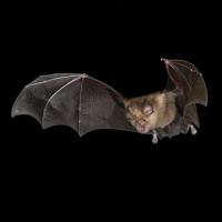 Wie können die Fledermäuse zurückkehren? Alles Natur