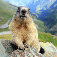 Das Murmeltier - Mit Pfiff und dickem Pelz