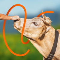 WirTier (4): Auf Kuh-Fühlung