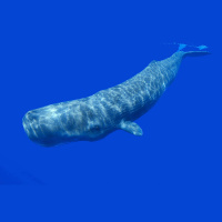 Pottwale - Tauchmeister der Tiefsee