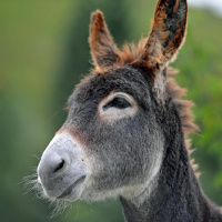 Der Esel - Die Entdeckung der Langsamkeit