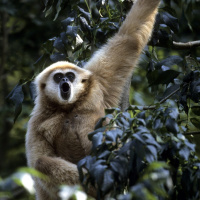 Warum Tiere singen - Alles Natur