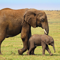 Mutterliebe im Tierreich? Alles Natur