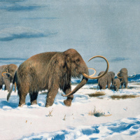 Mammut  Co - Die Megafauna der letzten Eiszeit