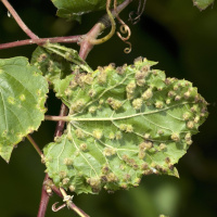 Wie die kleine Reblaus beinahe Europas Weinbau zerstörte