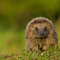 #01 Der Igel - Stachliger Überlebenskünstler