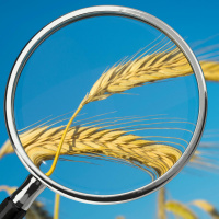 Grüne Gentechnik - Fortschritt oder Risiko?