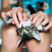 Der Imagewandel der Katze - Anhänglich, sensibel, gesprächig